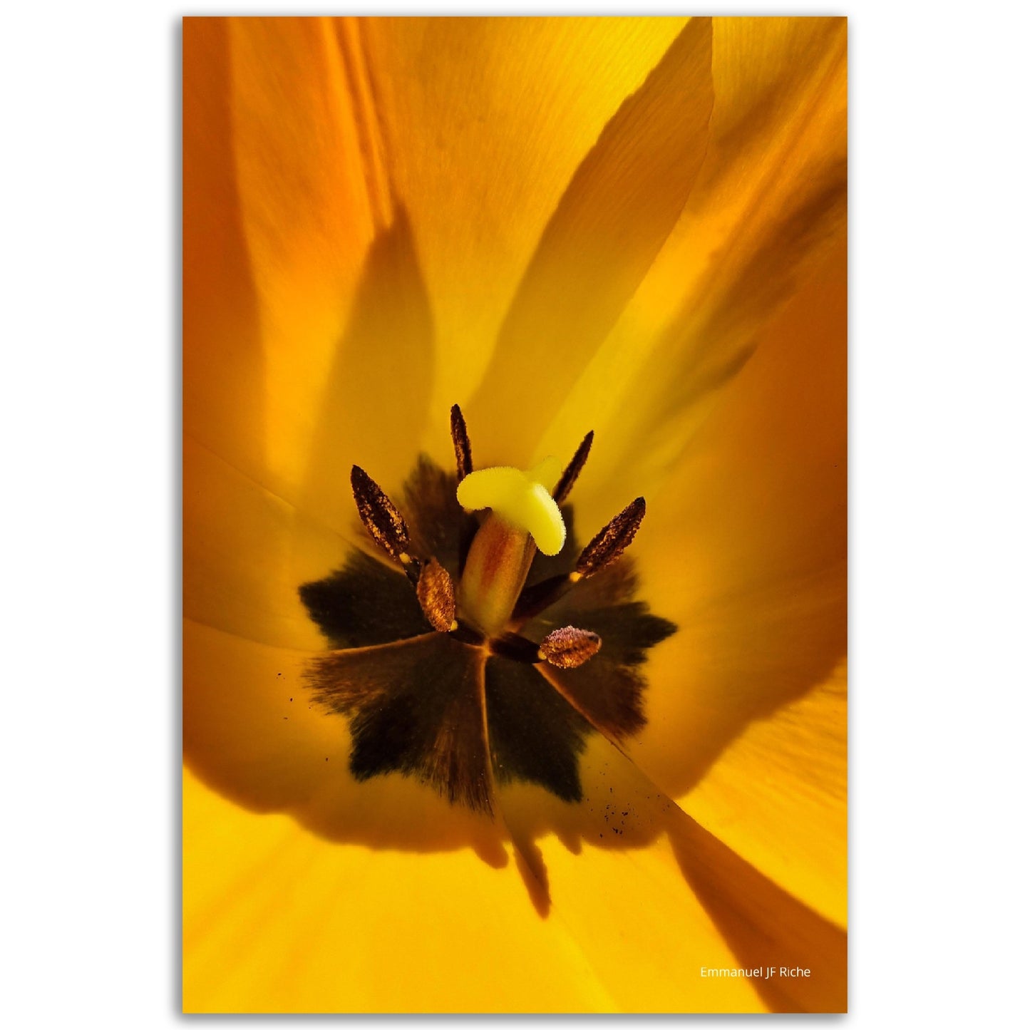 Tulipe jaune - Impression sur aluminium