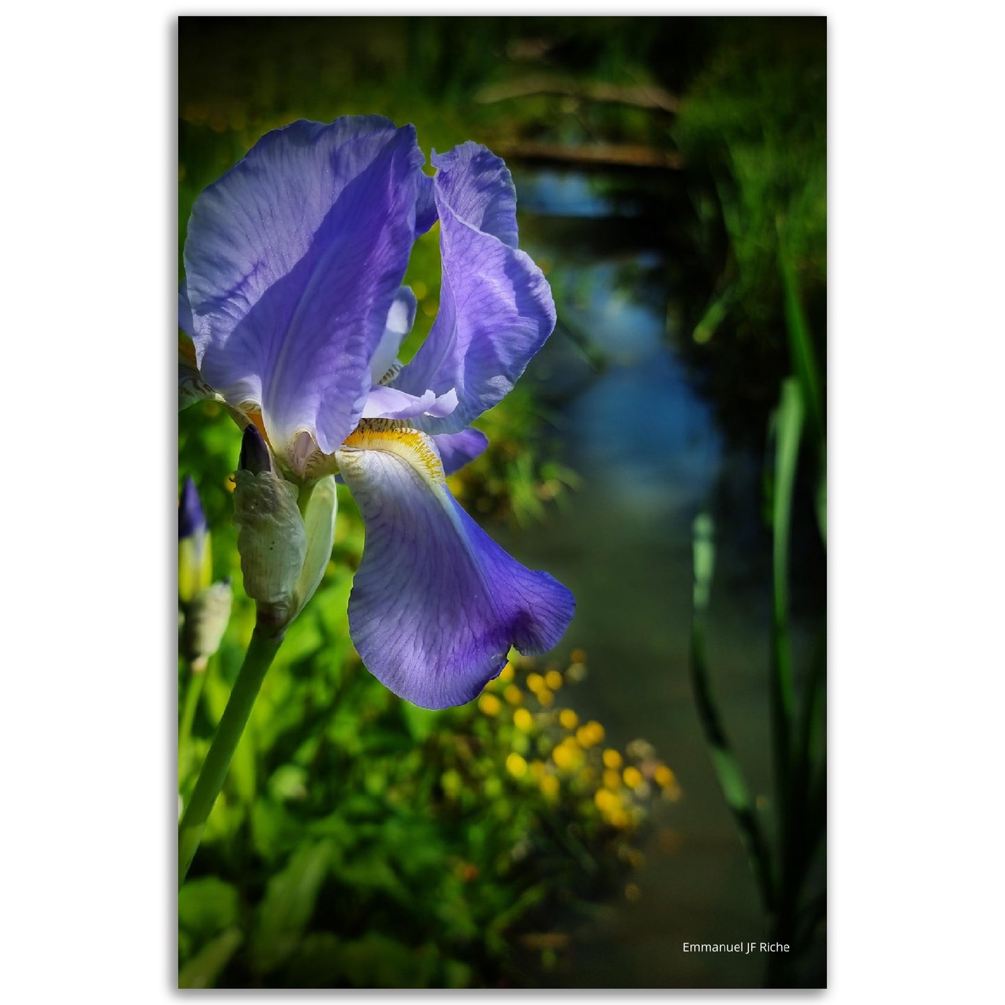 Iris mauve - Impression sur aluminium