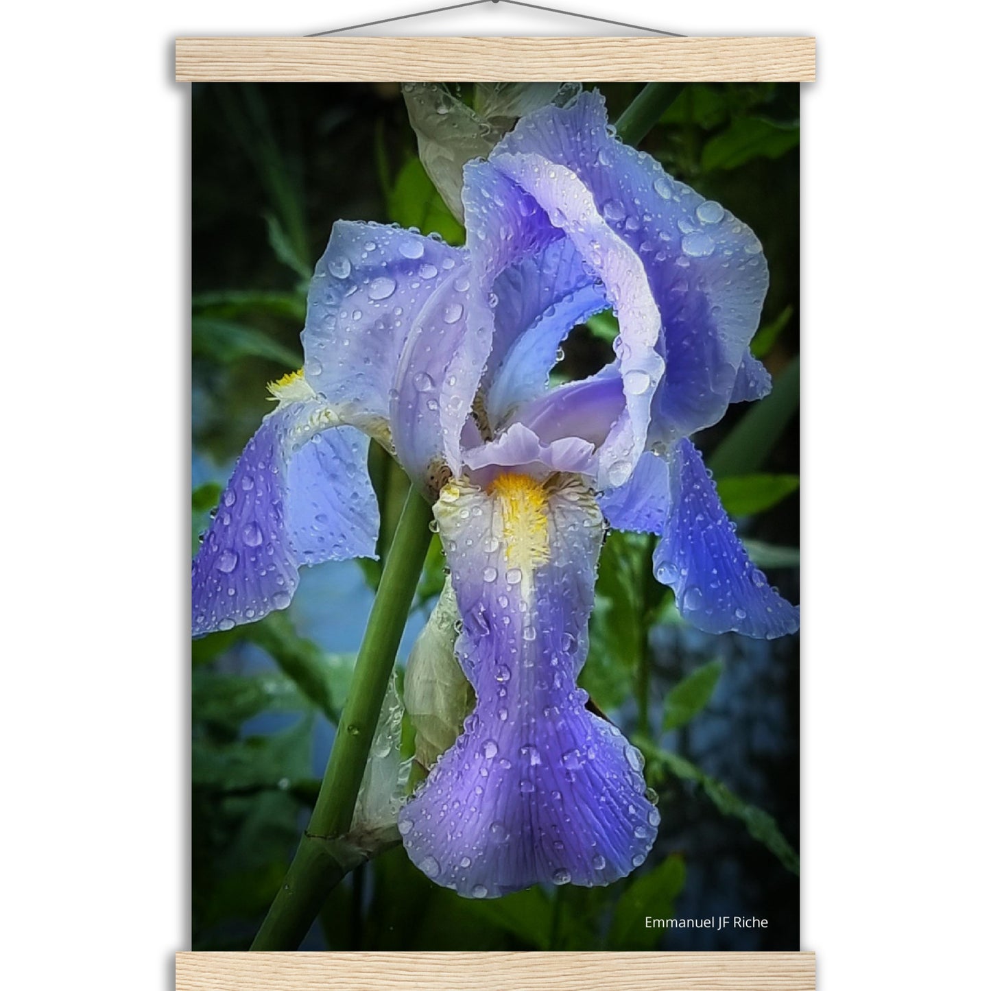 Iris mauve - Affiche en papier mat qualité musée avec cintres bois