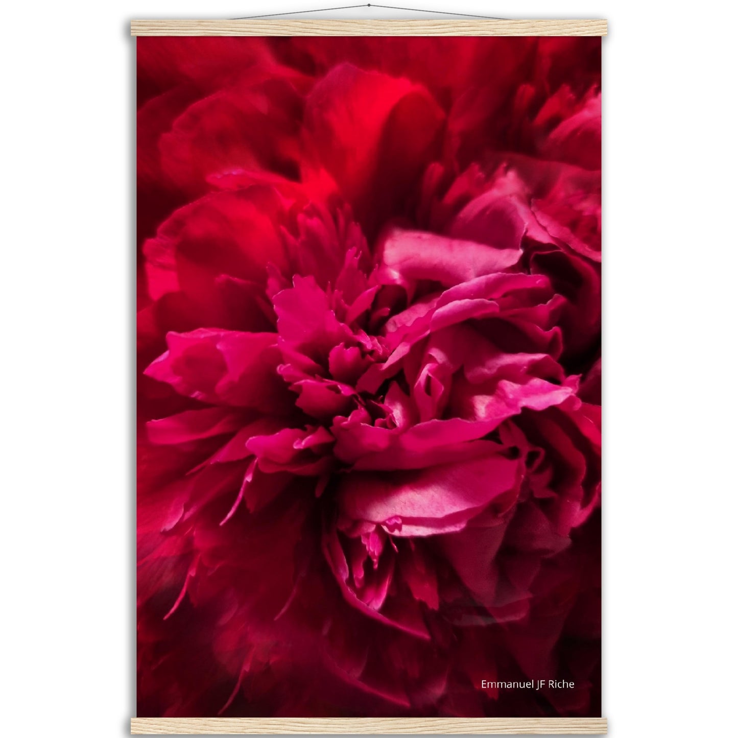 Rose feuille 2 - Affiche en papier mat qualité musée avec cintres bois