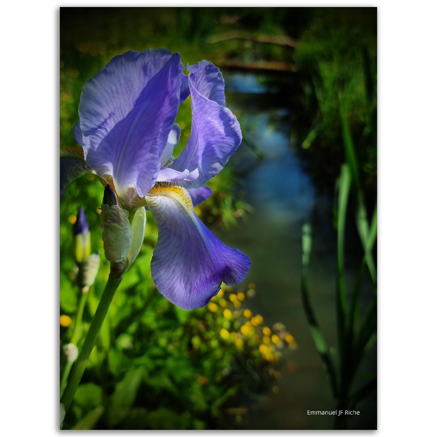 Iris mauve - Impression sur aluminium