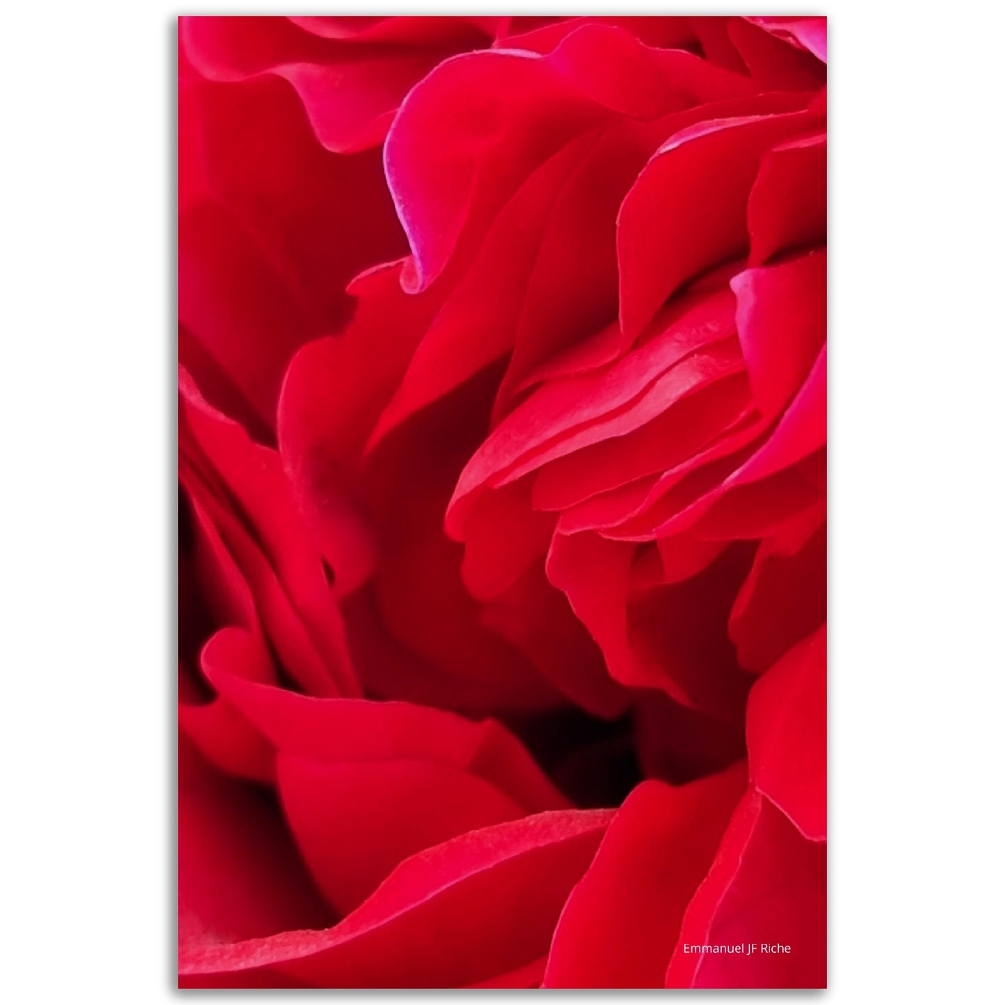 Rose feuille - Impression sur aluminium