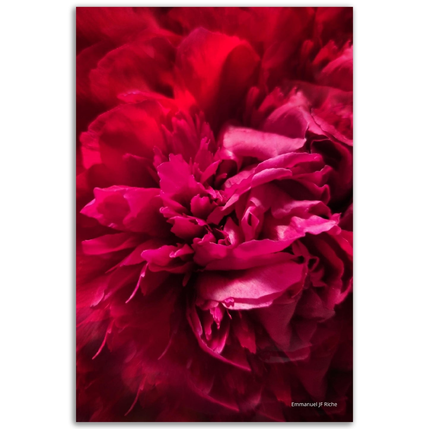 Rose feuille 2 - Impression sur aluminium