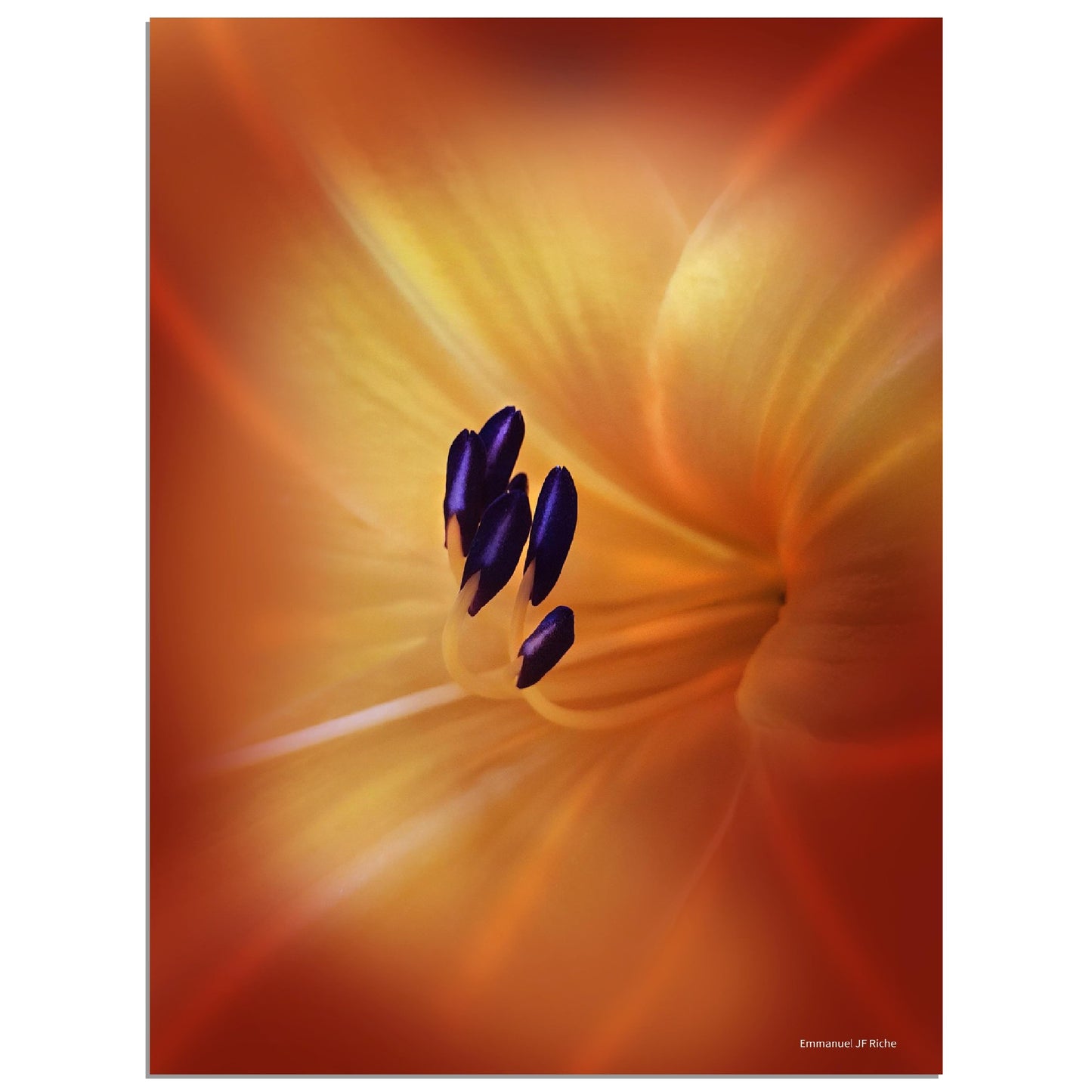 Tulipe - Papier poster Premium Semi-Glossy