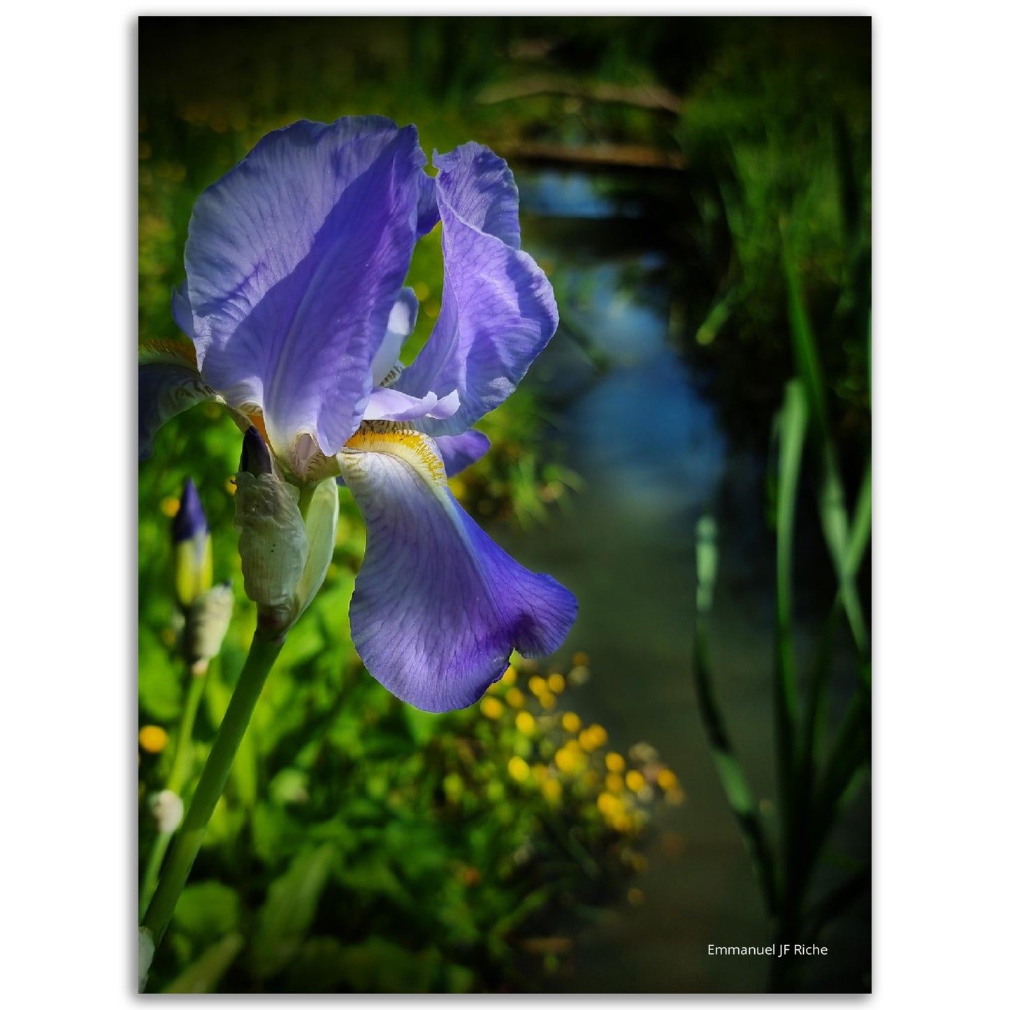 Iris mauve - Impression sur aluminium