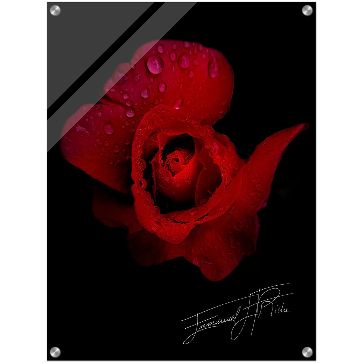 Rose rouge - signature