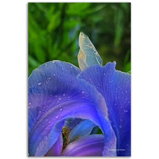 Iris mauve - Impression sur aluminium