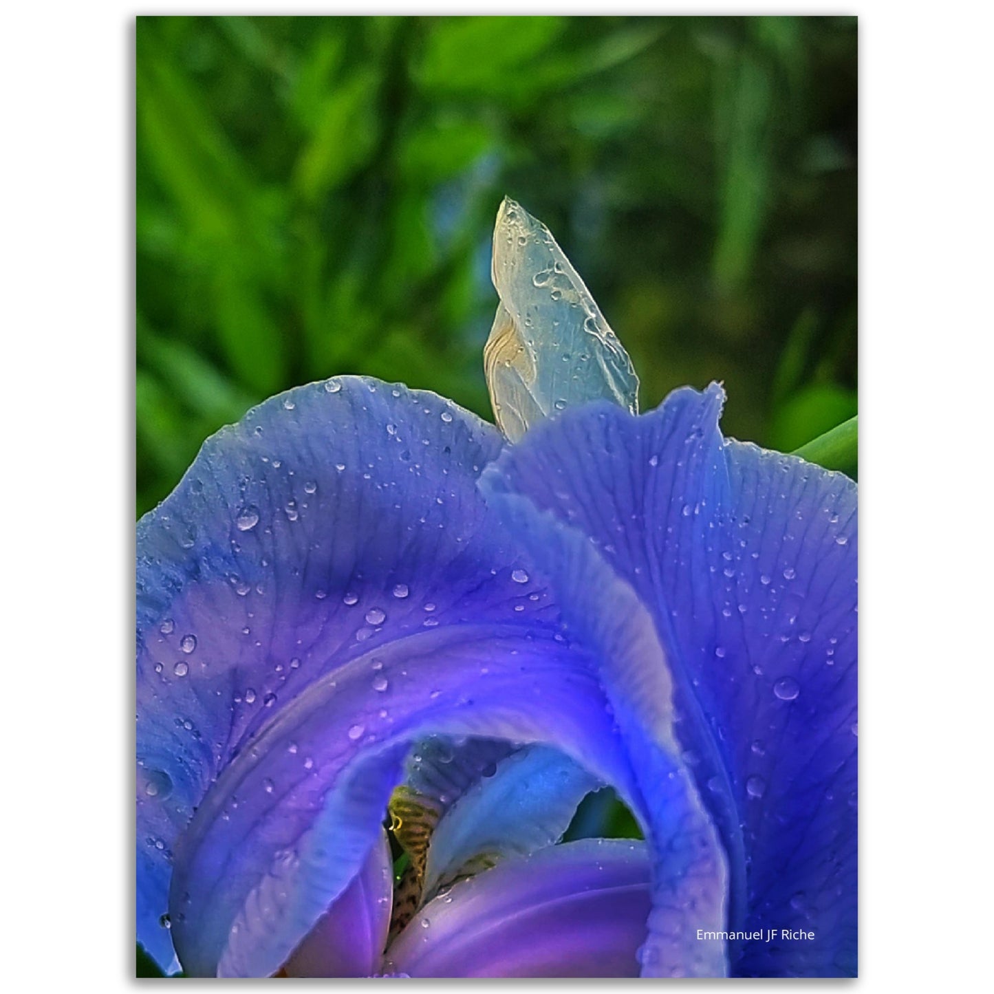 Iris mauve - Impression sur aluminium