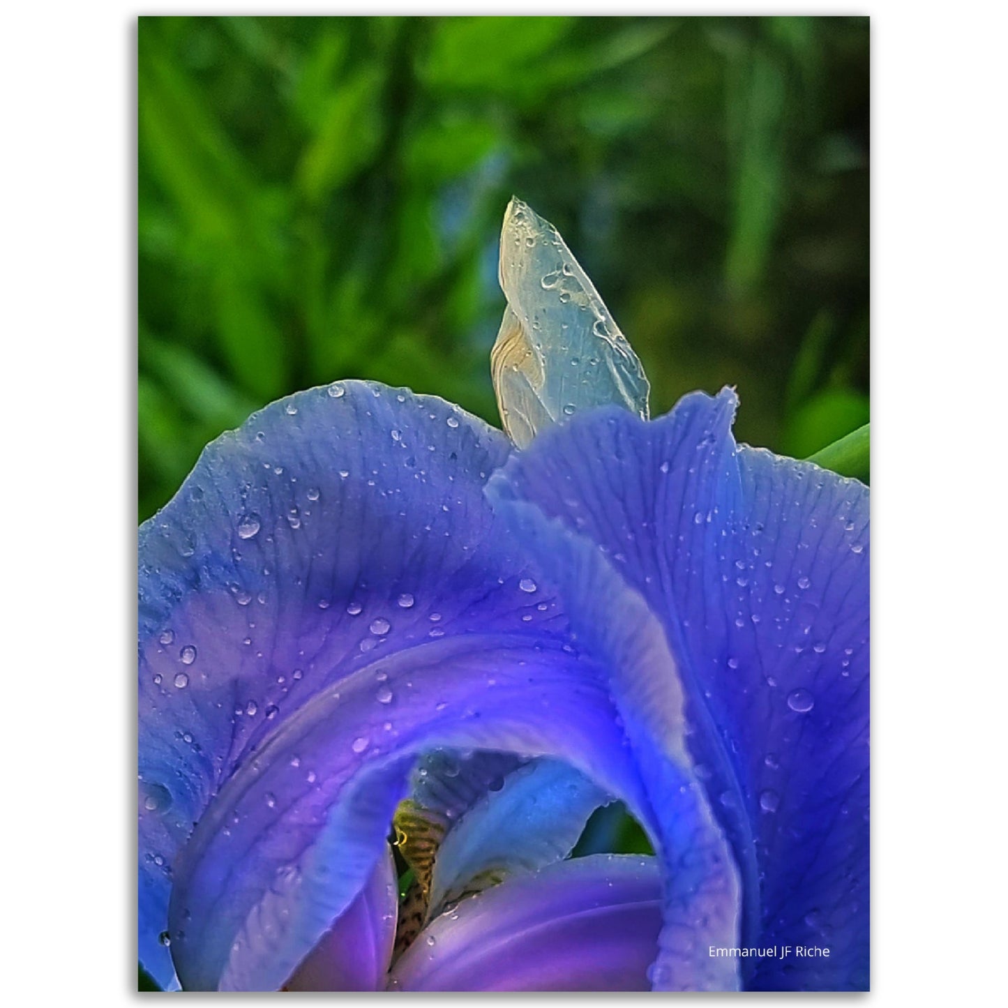 Iris mauve - Impression sur aluminium