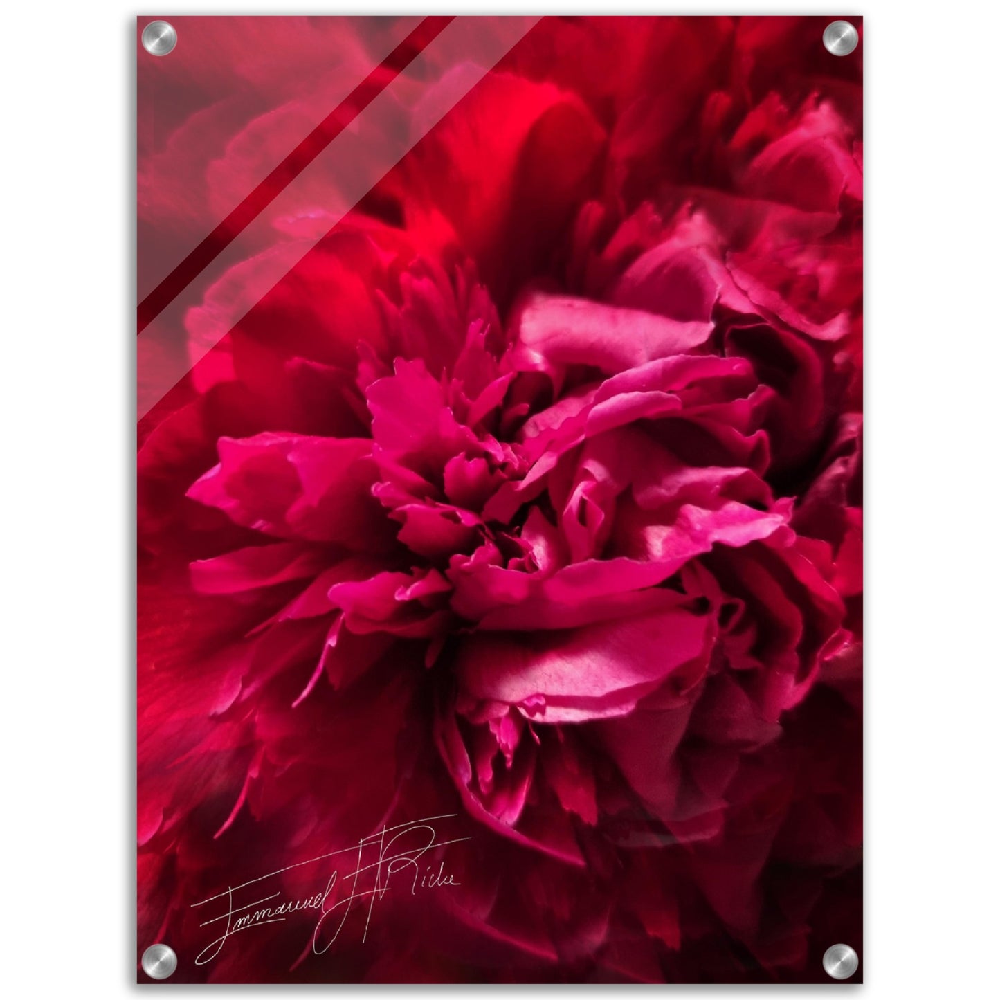 Rose feuille - signature